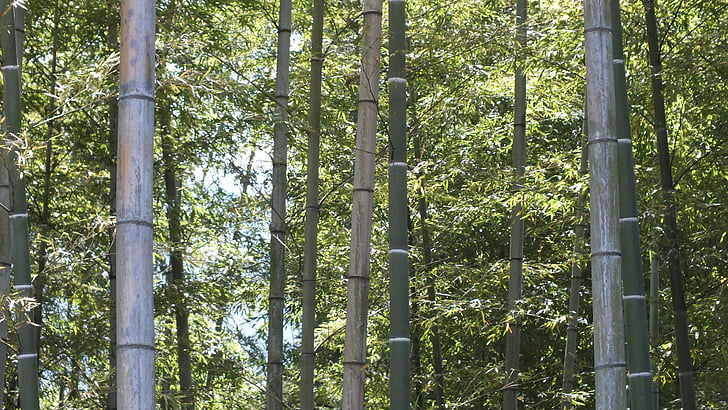 bambù, foresta di bambù, verde, Giappone