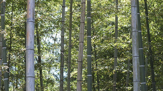 Bambus, Bambus-Wald, Grün, Japan