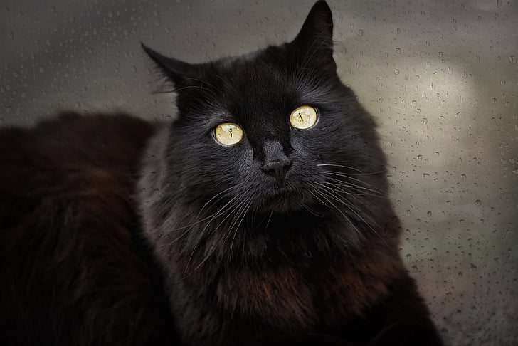 котка, Черна котка, Черно, домашен любимец, животните, Прозорец, стъкло