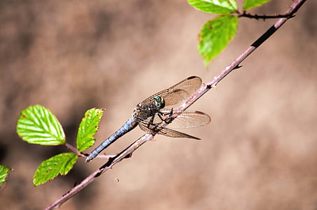 Dragonfly, natura, insectă, insecte, libelule, faună