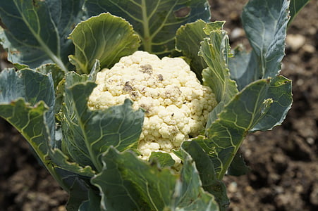 cauliflower, grow, cultivation, bed, garden, vegetable growing, white