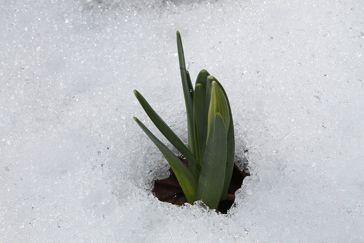 Narciso, pseudonarcissus Narcissus, neve, verde, Primavera, flor, flor