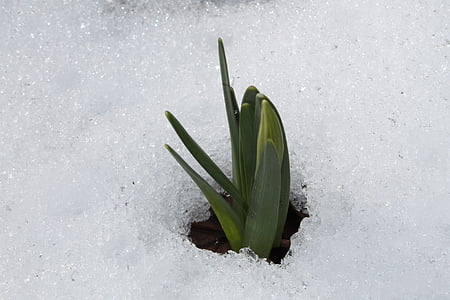 daffodil, narcissus pseudonarcissus, snow, green, spring, blossom, bloom