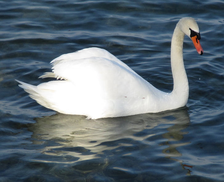 mute swan, pasăre, Swan, Majestic, penaj, cu margele, Lacul