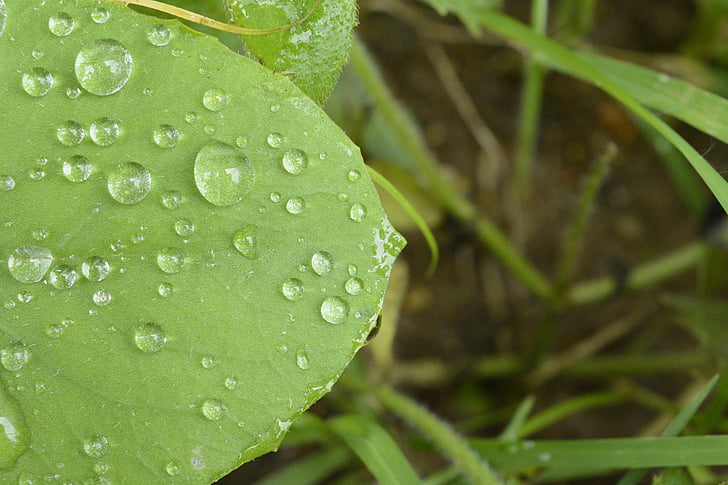 zeleni list, list s vodom, priroda, okoliš, makronaredbe, zeleno lišće, pad