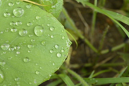 daun hijau, daun dengan air, alam, lingkungan, makro, daun hijau, drop