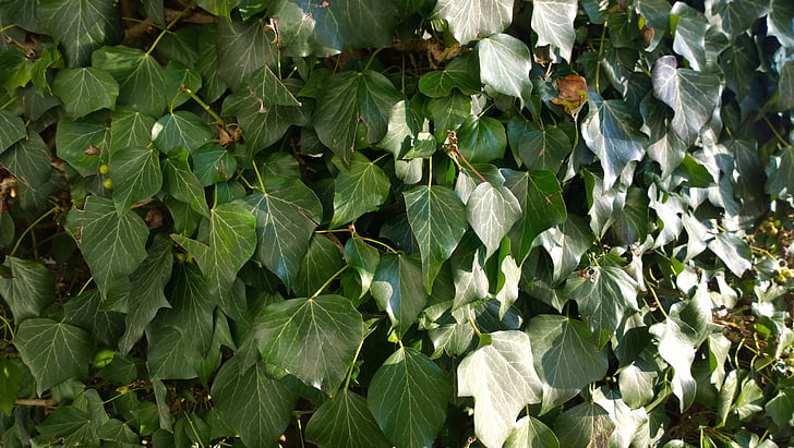texture, ivy, plant, nature, environment, green, leaf