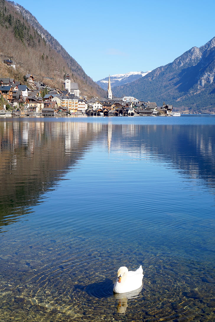 swan, lake, hamlet, village, blue sky, reflection, peaceful