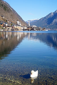 cisne, Lago, aldea, aldea, cielo azul, reflexión, pacífica