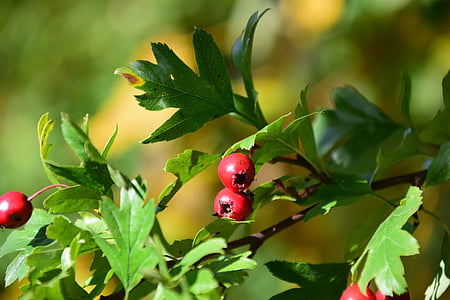 baies, rowanberries, arbust, natura, vermell, tancar, vermell de Baia