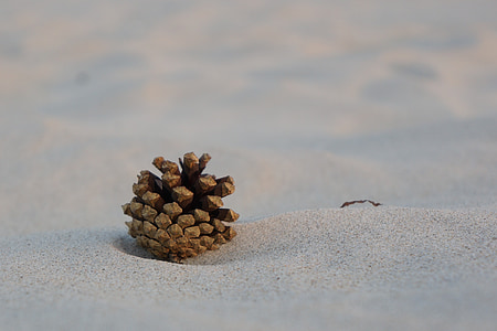 Borovicová šiška, písek, borovice, pláž