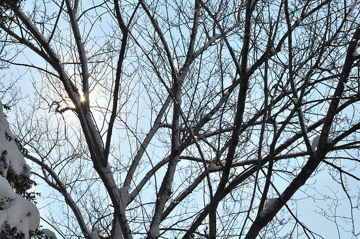 snow, cold, frozen, winter, tree