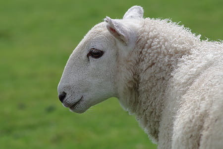 schapen, ooi, wol, landbouw, dier, wit, platteland
