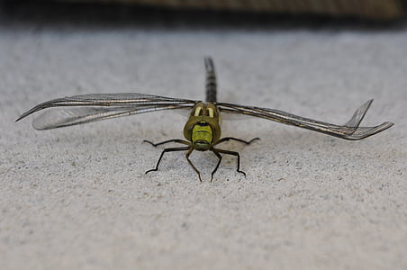 dragonfly, parthenope, nature, close, insect, summer, animal