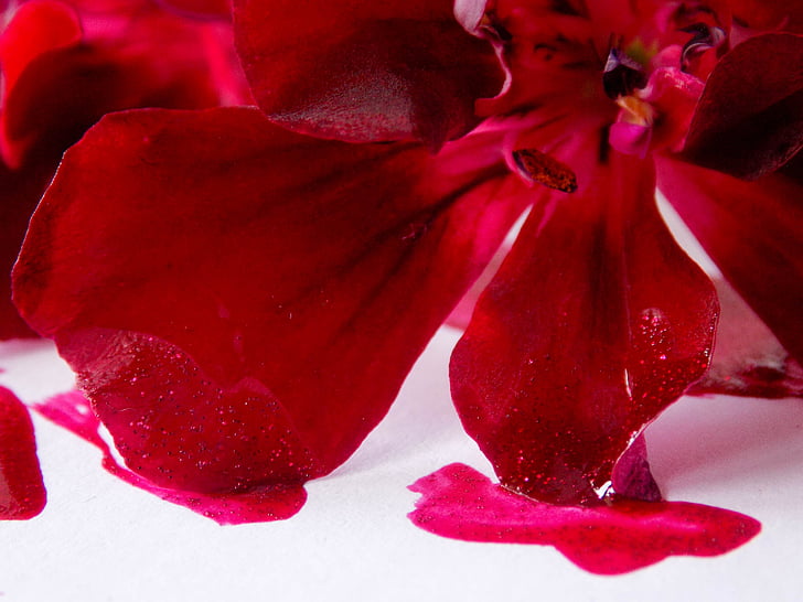 flores, rojo, tinta