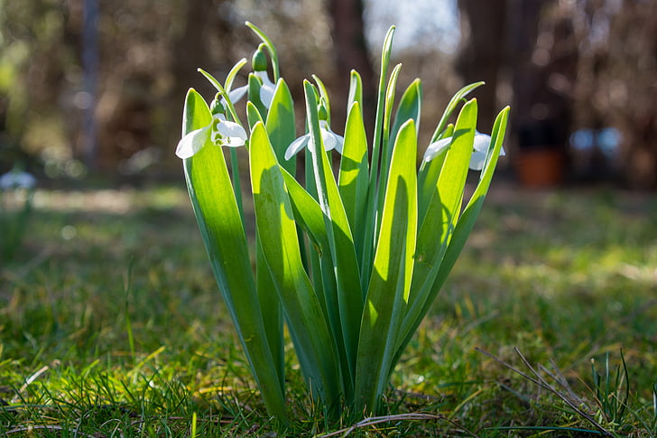 schneegloeckcken, fiori, bianco, bianco verde, primavera, Frühlingsanfang, pianta