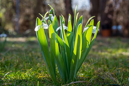 schneegloeckcken, fleurs, blanc, blanc vert, printemps, Frühlingsanfang, plante