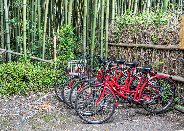 Japão, floresta de bambu, Arashiyama, Kyoto, motos, bicicletas, colorido