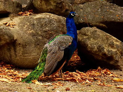 peacock, animal, brka, zoo, animals, feather, birds