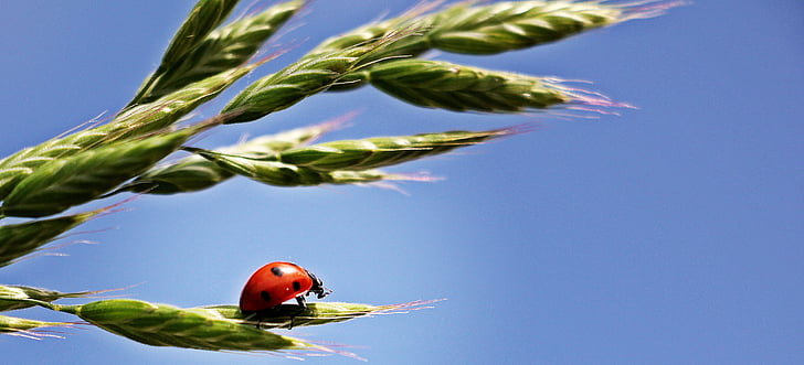 ladybug, ear, sky, lucky ladybug, red, points, cereals