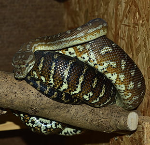 serpent, python tapis, Boa, constrictor, reptile, python, fermer