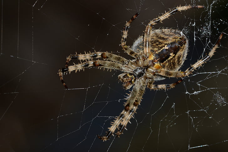 spider, macro, cobweb, network, insect, nature, close