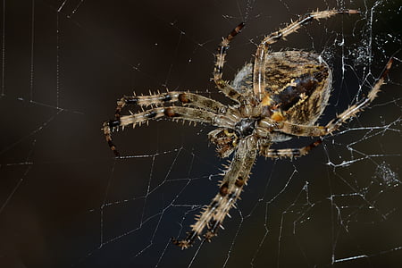 zirneklis, makro, zirnekļa tīkls, tīkls, kukainis, daba, aizveriet