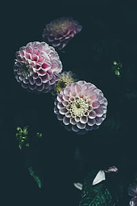 Nhiếp ảnh, màu hồng, pompom, Dahlia, Hoa, Hoa, Blossom