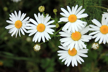 Natur, Anlage, in der Nähe, Marguerite, steilen, Blume, Blüte