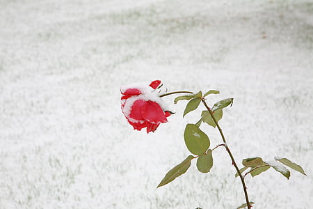 Róża, blackrose, śnieg, kwiaty