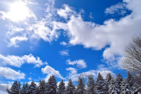 śnieg, drzewa, sosna, niebo, zimowe, sezon, Natura