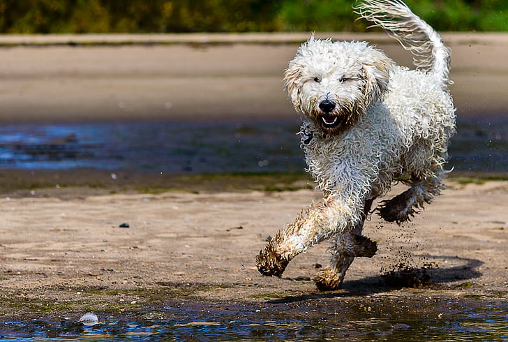 Vàng doodle, con chó, Bãi biển, con chó trên bãi biển, con chó chạy, vui vẻ, chơi chó
