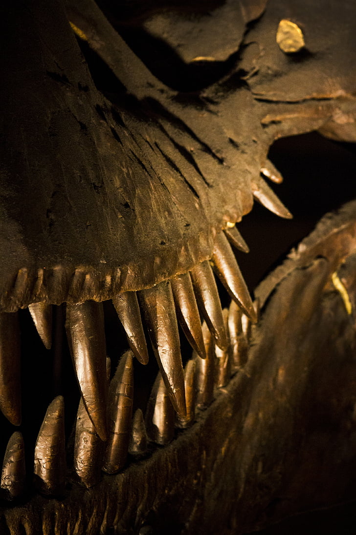 Londres, Musée, histoire, dinosaure, Musée d’histoire naturelle, Bones, dents