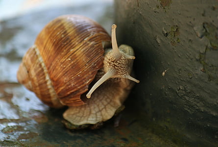 snail, shell, animal, mollusk, probe, nature, slowly