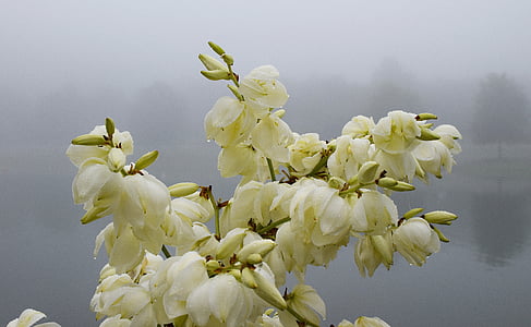 дождь влажный юкки цветы, Утренний туман, туман, озеро, Юкка, цветок, Блоссом