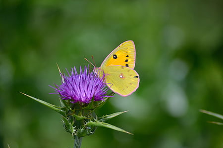 forplumret gul sommerfugl, sommerfugl på blomst, sommerfugl nyder stik