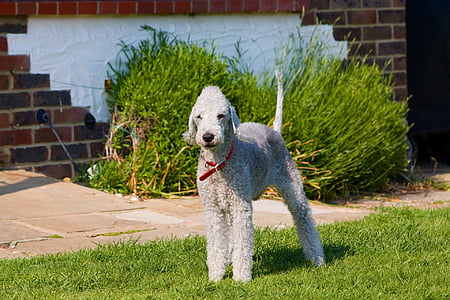 Bedlington terrier, Bedlington, Terrier, cão, canino, animal de estimação, animal