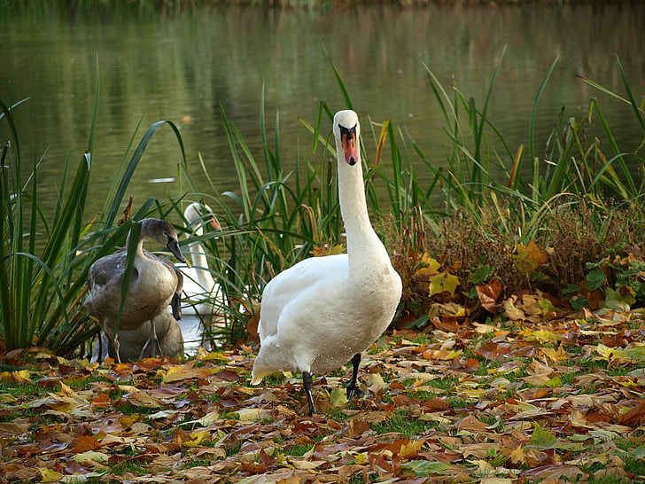 Swan, fågel, djur, sjön, vatten, vit, naturen