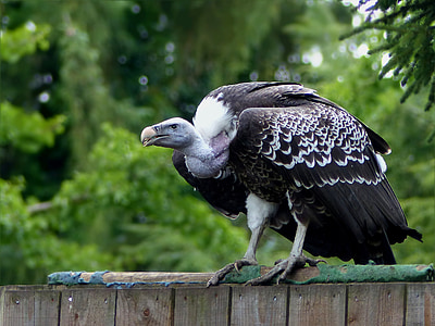 bird of prey, large, vulture, bird park walsrode, close, standing