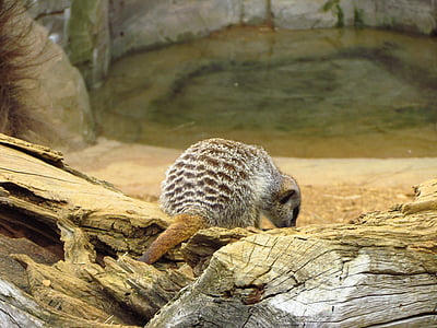 Meerkat, nisip, cu blană, gradina zoologica