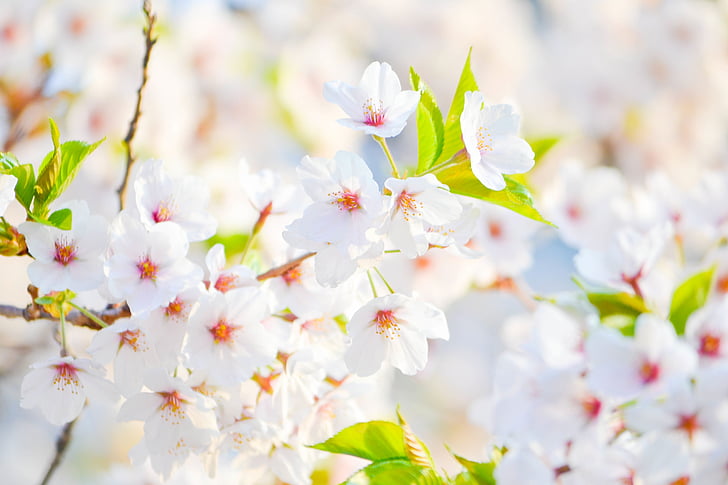 white flowers, flowers, white, spring, blossom, pink