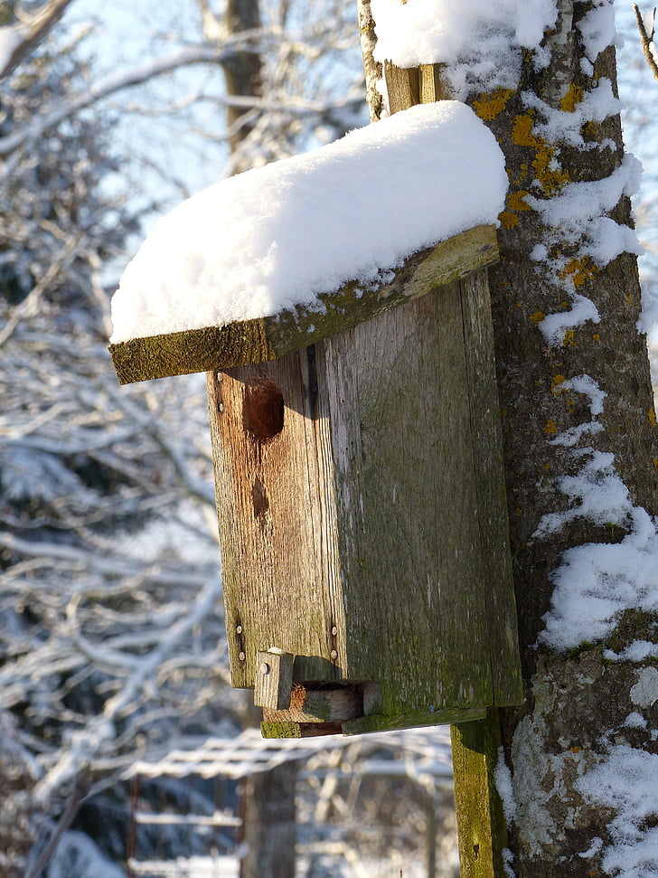 Birdhouse, sneeuw, winter, bos, boom, stam, hemel