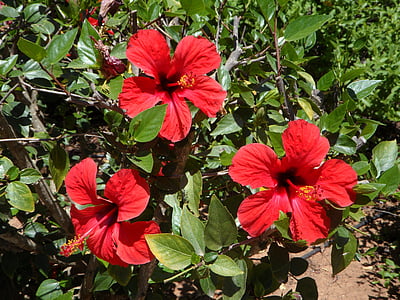 Hibiscus, tres, floración, flores, flor, rojo, flor