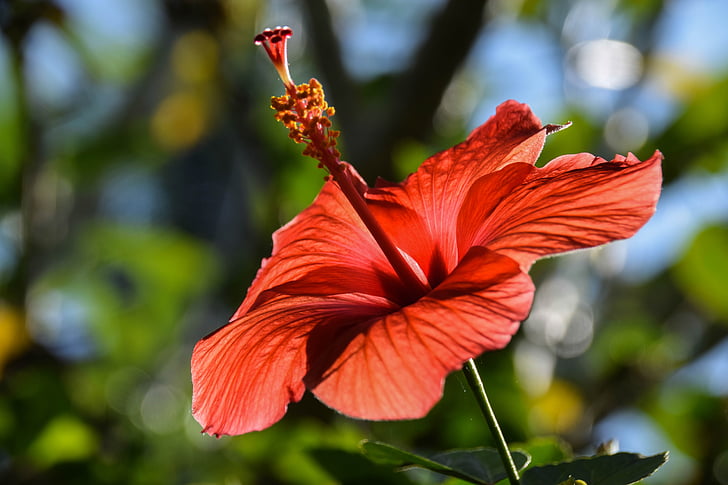 Bali, Indonézia, utazás, virág, egzotikus, piros, Blossom