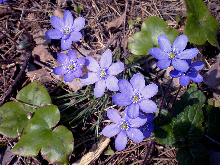 våren, vilda anemoner, blomma, Anläggningen, Wildflower, Anemone