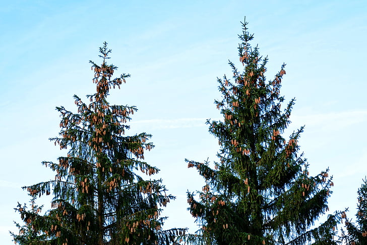 spruce, tree, conifer, tap, pine cones, crown, nature
