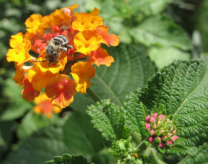 bee, flower, nature, spring