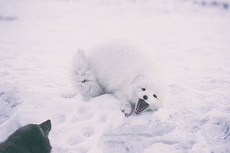 besneeuwde, Wolf, puppy, sneeuw, één dier, koude temperatuur, winter
