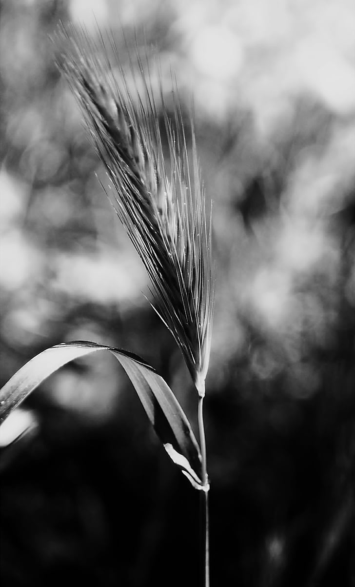 stem, nature, plants, black and white, blur, blur background, sant jordi