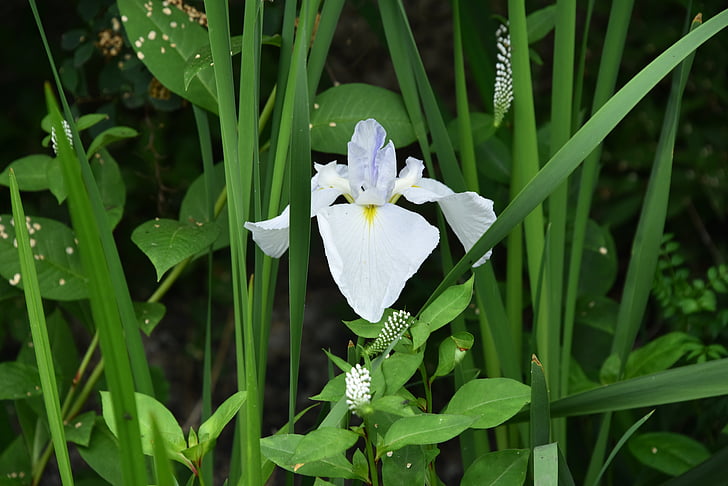 Iris, weiße Blüten, Iris-Typ